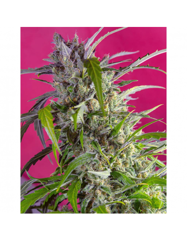 Sweet Seeds Auto Crystal Candy - Imagen 1