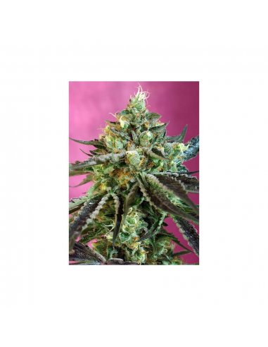 Sweet Seeds Auto Sweet Nurse CBD - Imagen 1