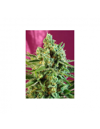 Sweet Seeds S.A.D CBD Fem - Imagen 1