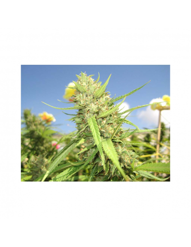 Sweet Seeds San Fernando Lemon Kush Fem - Imagen 1