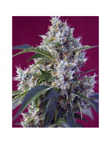 Sweet Seeds Indigo Berry Kush Fem - Imagen 1