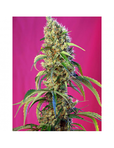 Sweet Seeds Black Jack CBD 3+1Und Fem - Imagen 1