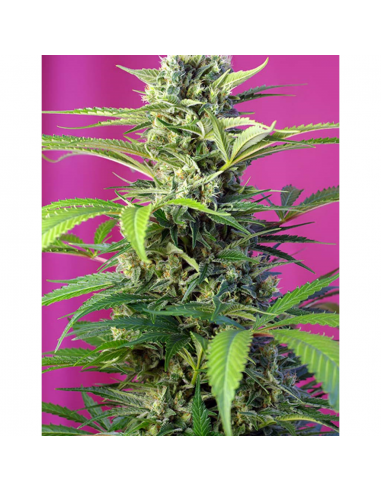 Sweet Seeds Chem Beyond Diesel CBD 3+1Und Fem - Imagen 1