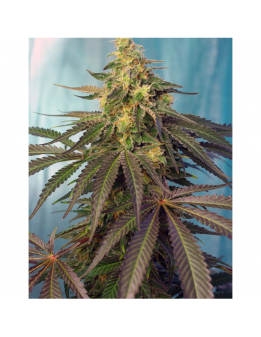 Sweet Seeds Cream Caramel CBD 3+1Und Fem - Imagen 1