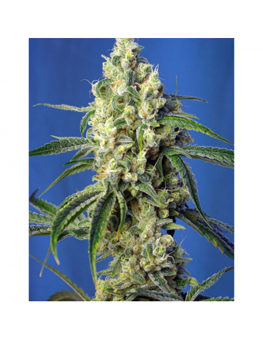 Sweet Seeds Green Poison CBD 3+1Und Fem - Imagen 1