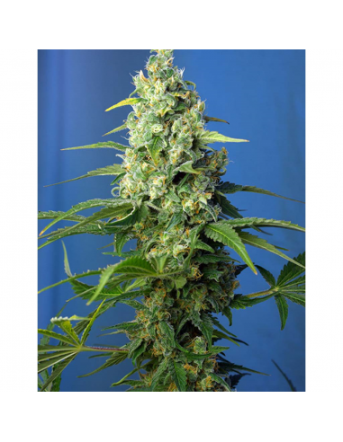 Sweet Seeds Auto Honey Peach CBD 3+1Und - Imagen 1