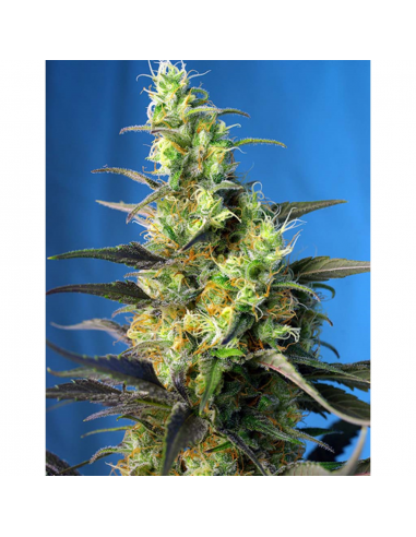 Sweet Seeds Ice Cool CBD 5+2Und Fem - Imagen 1