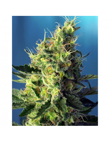 Sweet Seeds Sweet Pure CBD - Imagen 1