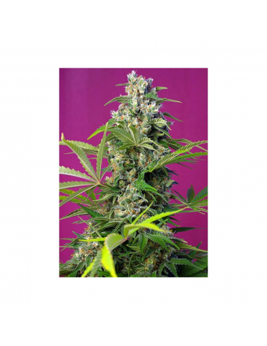 Sweet Seeds Gorilla Girl Fem - Imagen 1