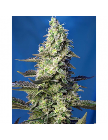 Sweet Seeds Auto Green Poison XL - Imagen 1