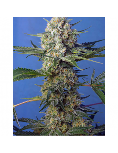 Sweet Seeds Crystal Candy Fast Version Fem - Imagen 1