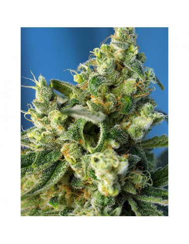 Sweet Seeds Amnesia Haze Fem - Imagen 1