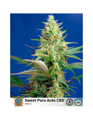 Sweet Seeds Sweet Pure Auto CBD - Imagen 1