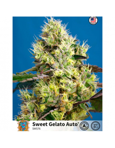 Sweet Seeds Auto Sweet Gelato - Imagen 1