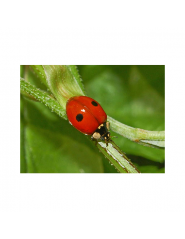 Aphidalia 100 Adalia Bipunctata (Pulgon) - Imagen 1