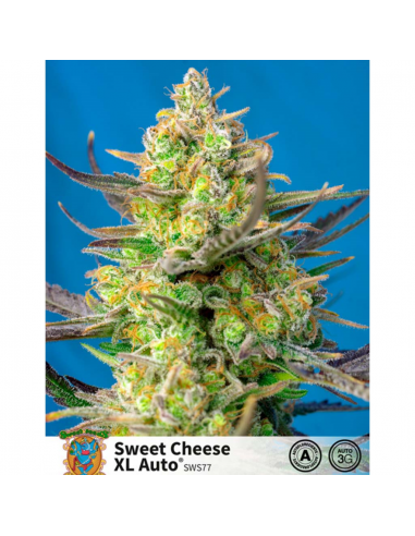 Sweet Seeds Auto Sweet Cheese XL - Imagen 1