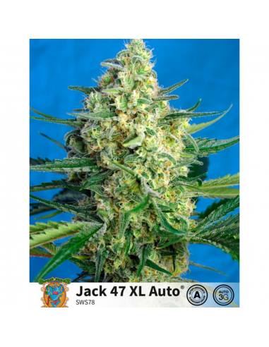 Sweet Seeds Auto Jack 47 XL - Imagen 1