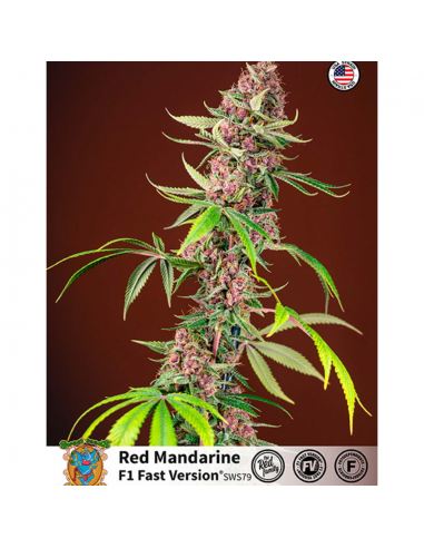 Sweet Seeds Red Mandarine F1 Fast Version - Imagen 1