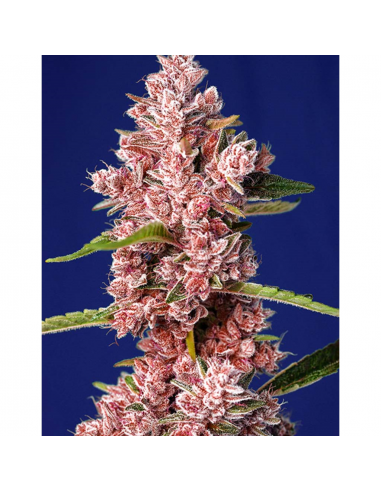 Sweet Seeds Tropicanna Poison Fast Version Fem - Imagen 1