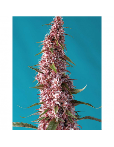 Sweet Seeds Auto Red Pure CBD - Imagen 1