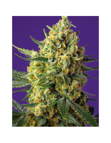 Sweet Seeds Auto Crystal Candy XL - Imagen 1