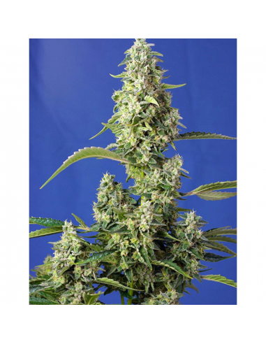 Sweet Seeds Auto Gorilla Girl XL - Imagen 1