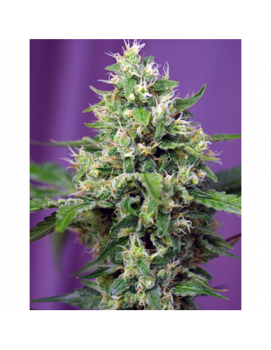 Sweet Seeds Auto Sweet Amnesia Haze XL - Imagen 1