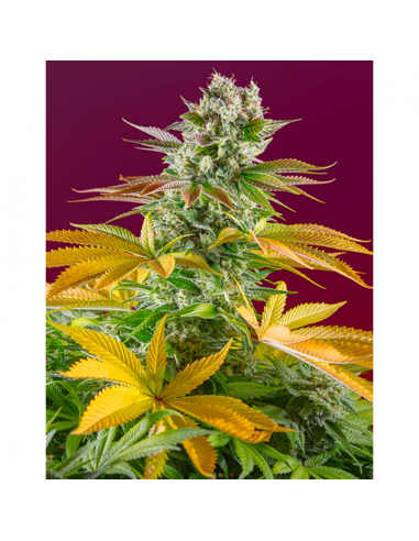 Sweet Seeds Red Hot Cookies Fem - Imagen 1