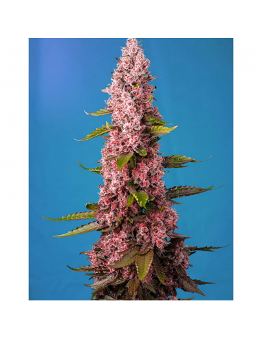 Sweet Seeds Red Hot Cookies Fem - Imagen 1