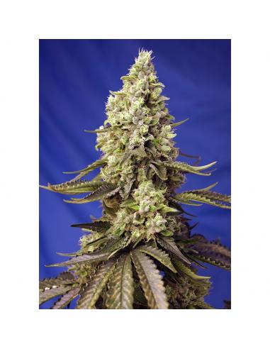 Sweet Seeds Auto Runtz XL - Imagen 1