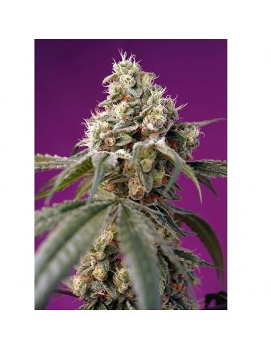 Sweet Seeds Auto Bruce Banner - Imagen 1