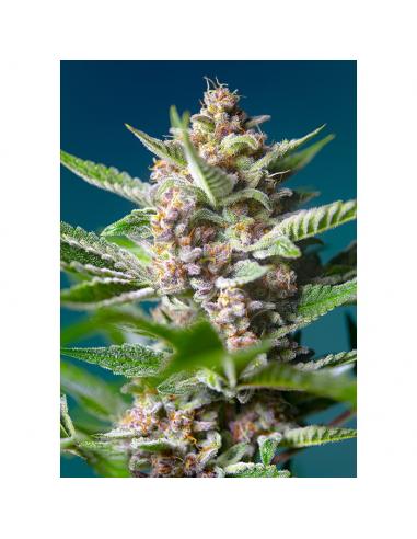 Sweet Seeds Purple Punch OG Fem - Imagen 1