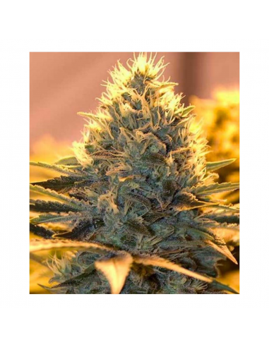 The Bulldog Seed Jack Herer 5Und Fem. - Imagen 1