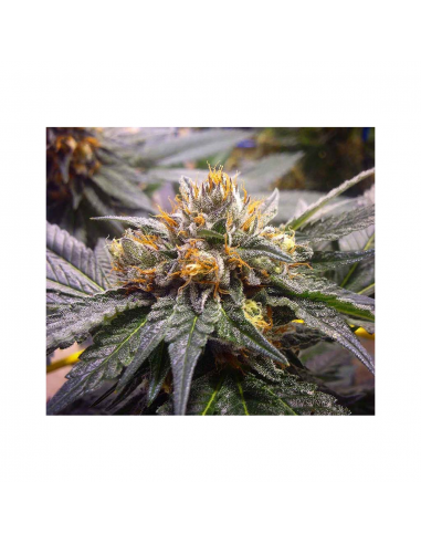 The Bulldog Seed Bubblegum Kush 5Und Fem. - Imagen 1