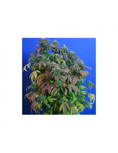 T.H. Seeds Heavy Duty Fruity Reg. - Imagen 1