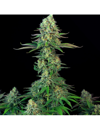 T.H. Seeds Bubblegum Reg. - Imagen 1