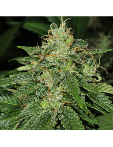 T.H. Seeds Mk Ultra Fem. - Imagen 1