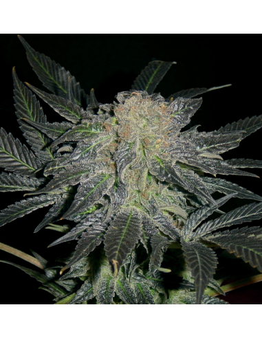 T.H. Seeds Mendocino Madness 10Und Reg. - Imagen 1