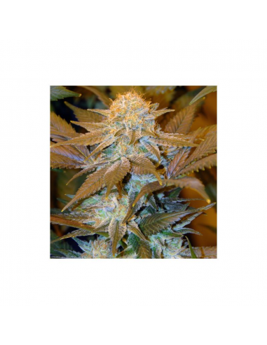 T.H. Seeds Critical Hog 5Und Fem. - Imagen 1