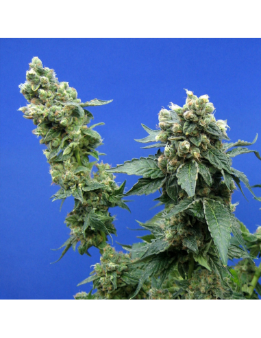 T.H. Seeds Sagen Sour Fem. - Imagen 1