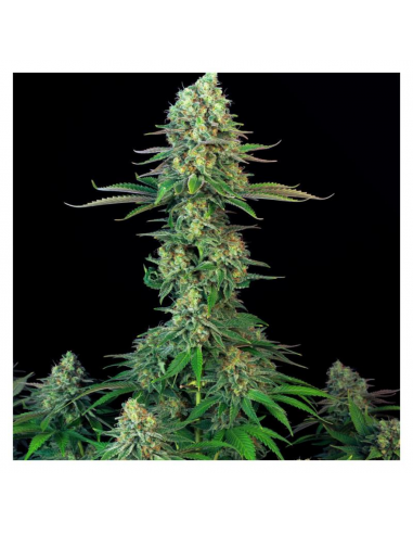 T.H. Seeds Bubblegum Fem. - Imagen 1