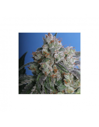 T.H. Seeds Burmese Kush Fem. - Imagen 1