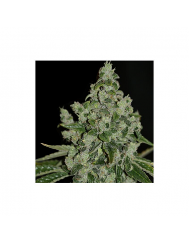 T.H. Seeds Ultrasour 2Und Fem. - Imagen 1