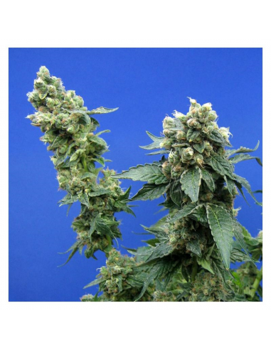 T.H. Seeds Sage´n Sour 10Und Reg. - Imagen 1