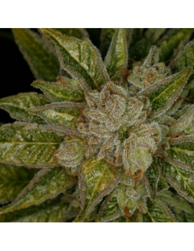 T.H. Seeds Mk Ultra 10Und Reg. - Imagen 1