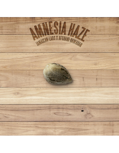 The Plant Amnesia Haze - Imagen 1