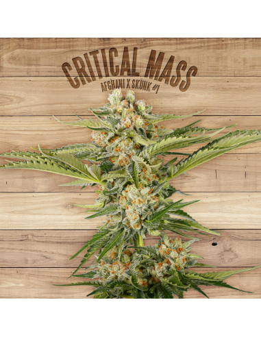 The Plant Critical Mass - Imagen 1