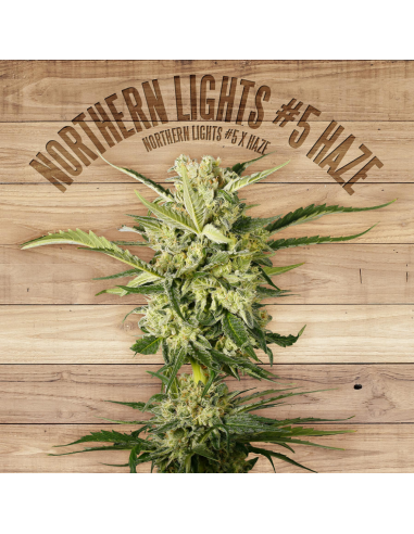 The Plant Northern Lights #5 Haze - Imagen 1