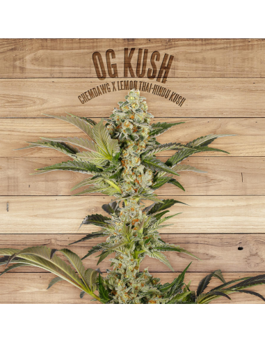 The Plant OG Kush - Imagen 1