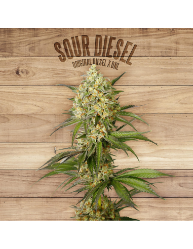 The Plant Sour Diesel - Imagen 1